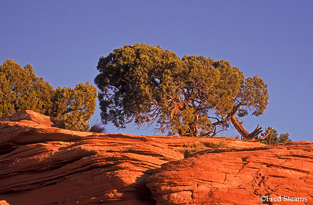 Colorado National Monument Juniper on the Cliff
